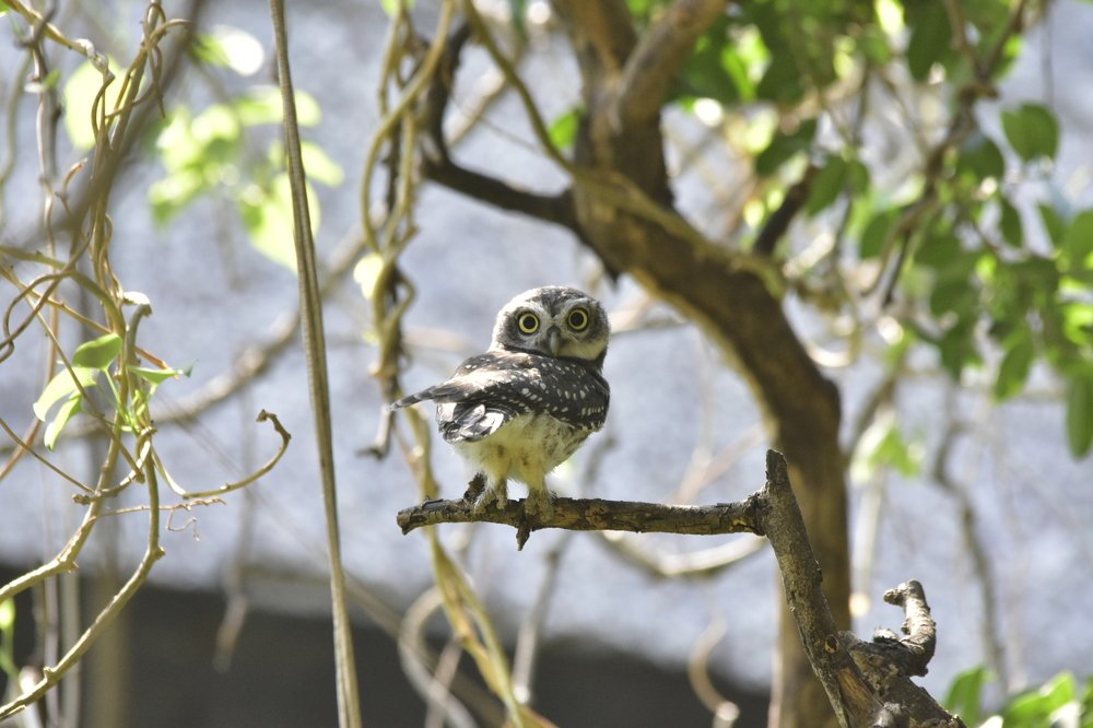 Indian Spotted Owlet