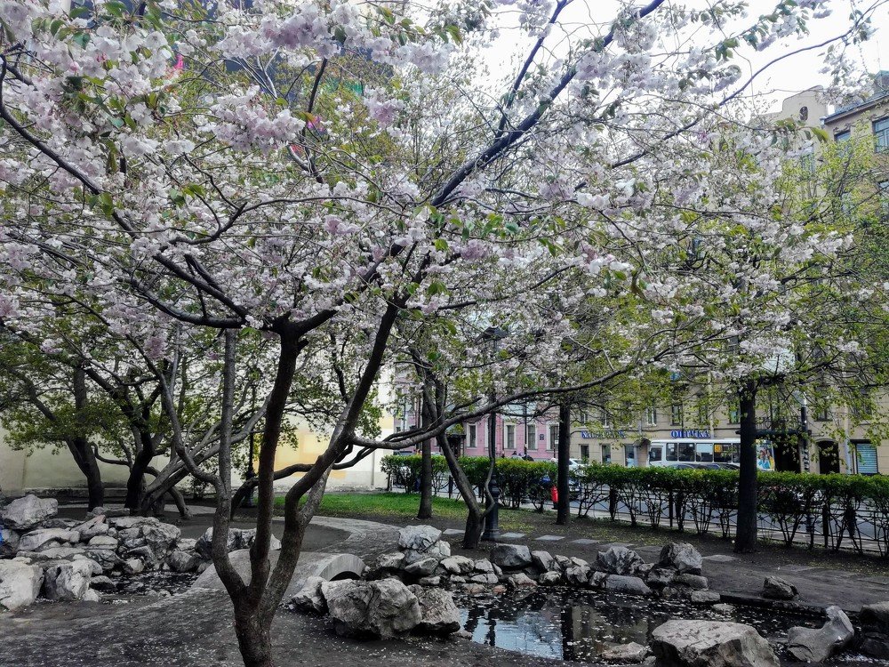 Сад Дружбы. Санкт-Петербург. St.Petersburg.