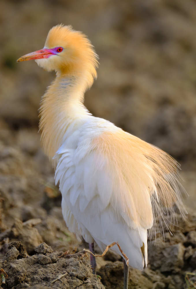 Cattle egret