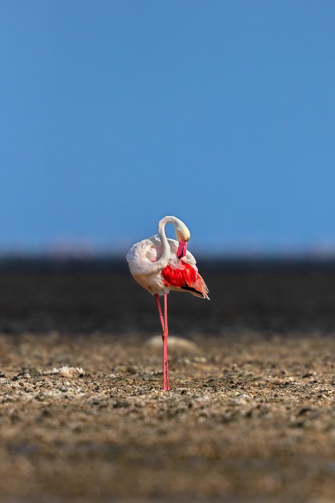Great flamingo