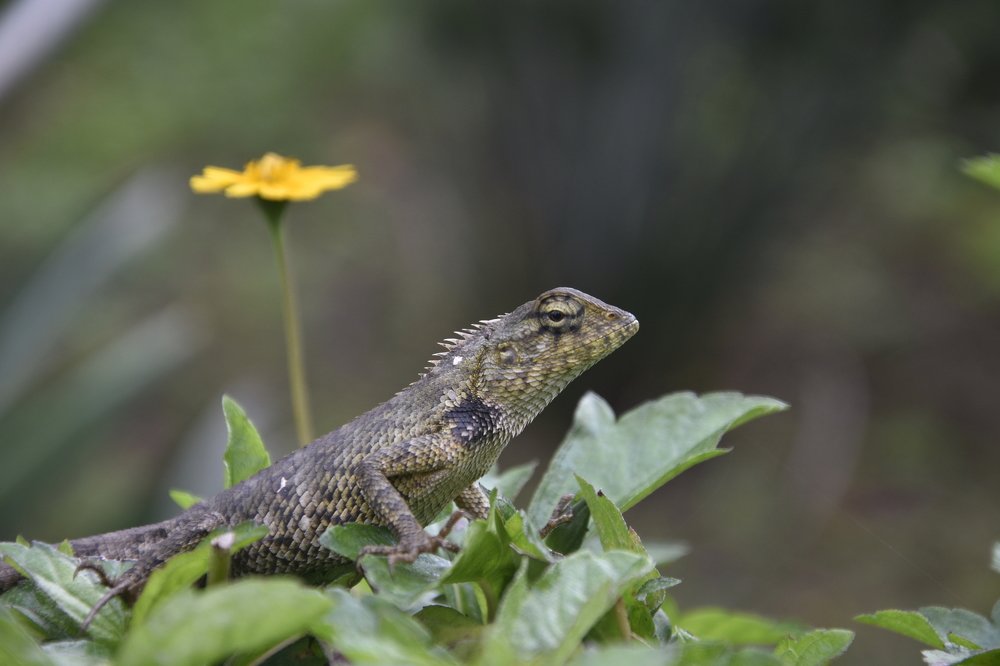 The Oriental Garden Lizard