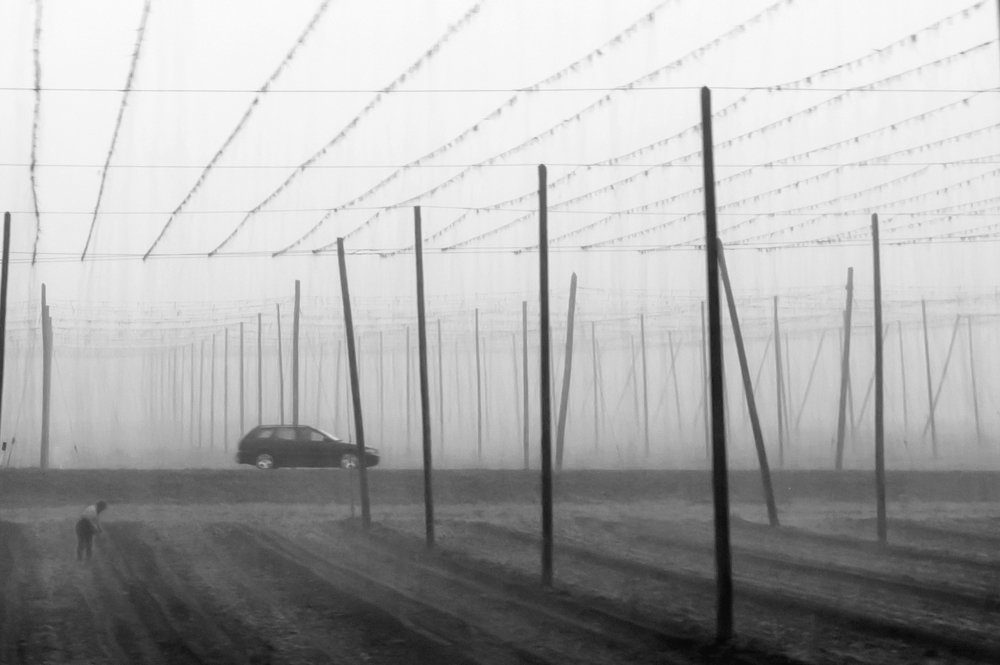 Работа в хмельном поле