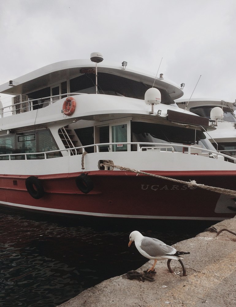 Seagull