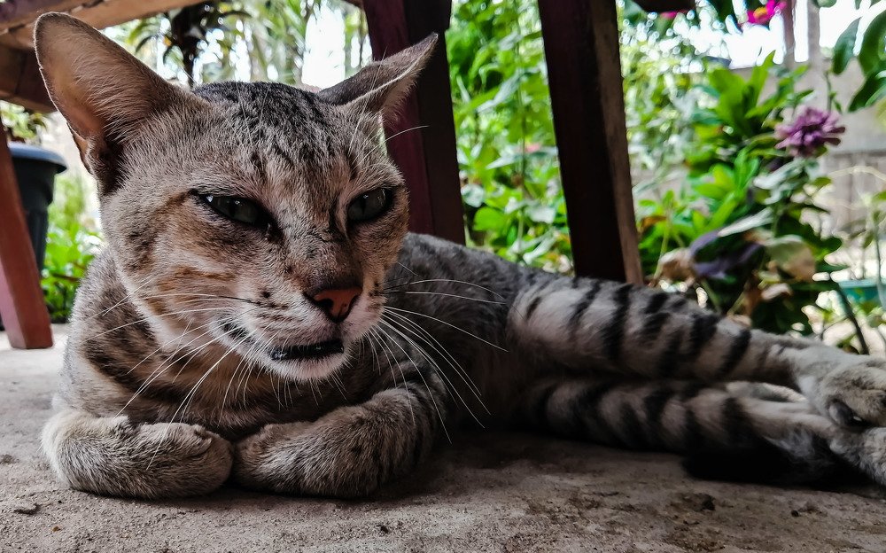 Cat
