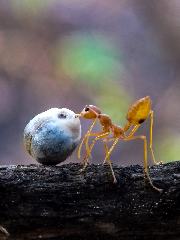 Weaver ant with food