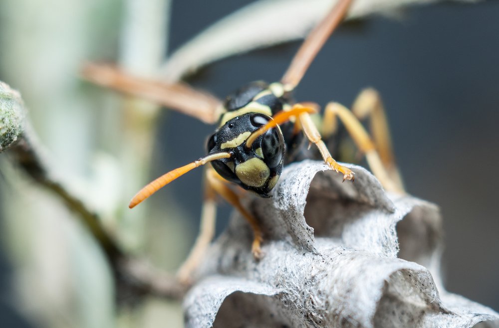 Wasp at home