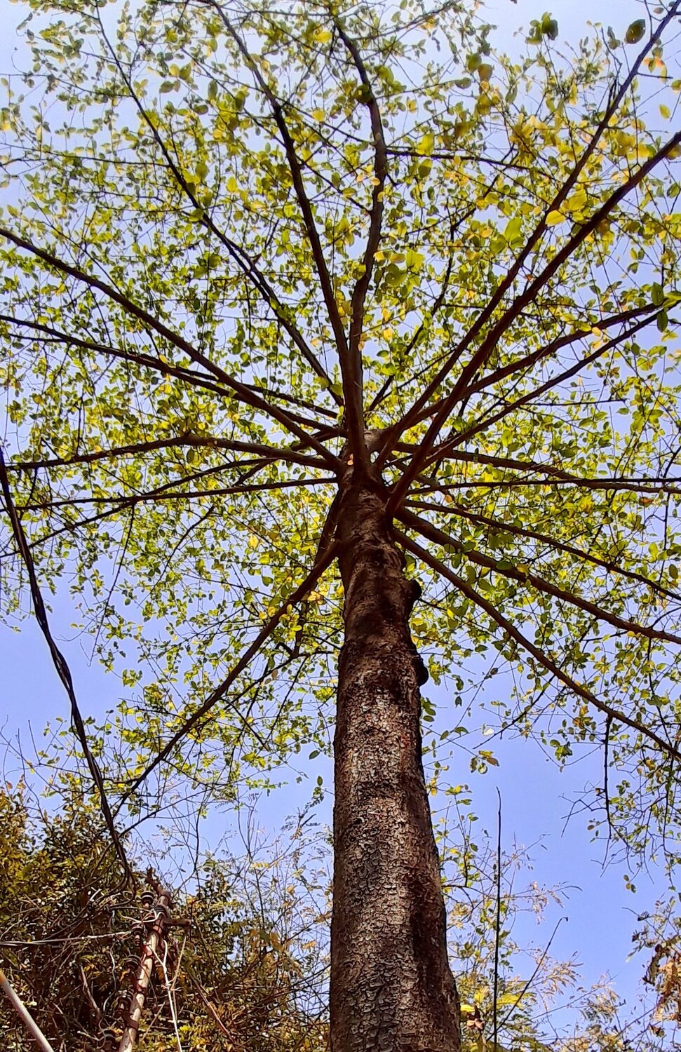 Stand Tree