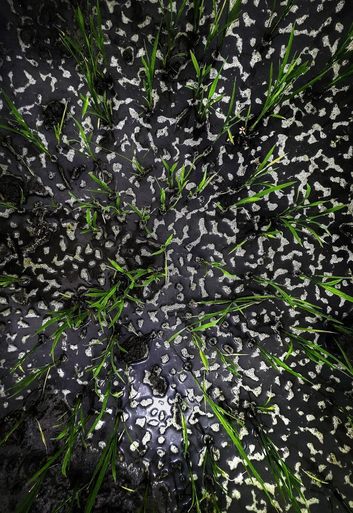 pattern in nature