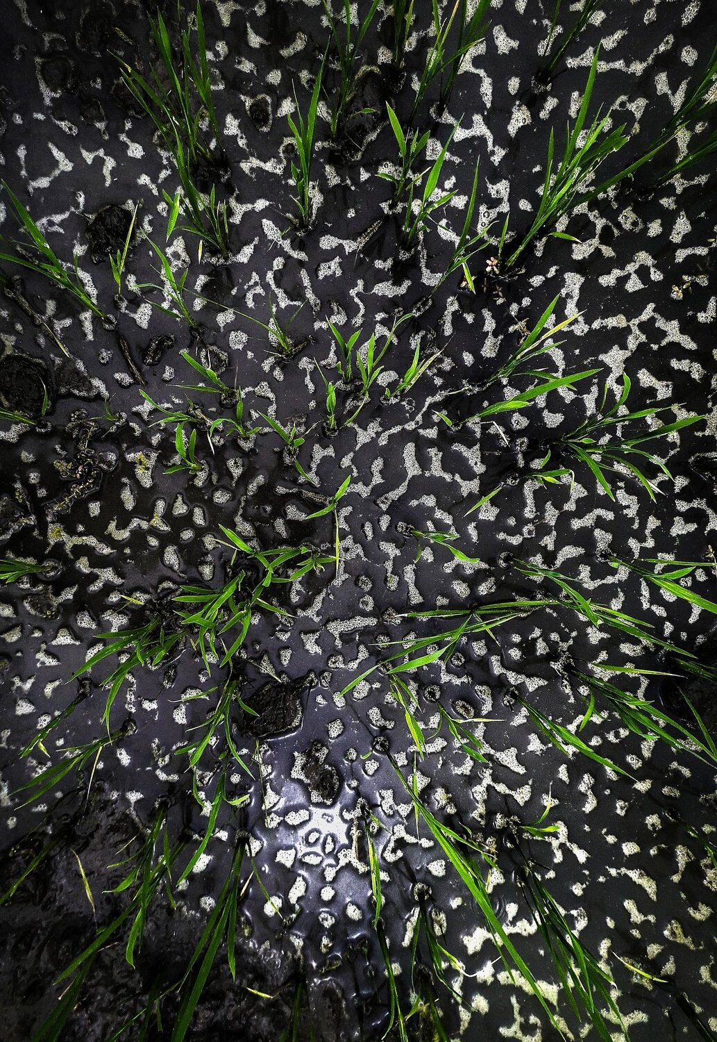 pattern in nature