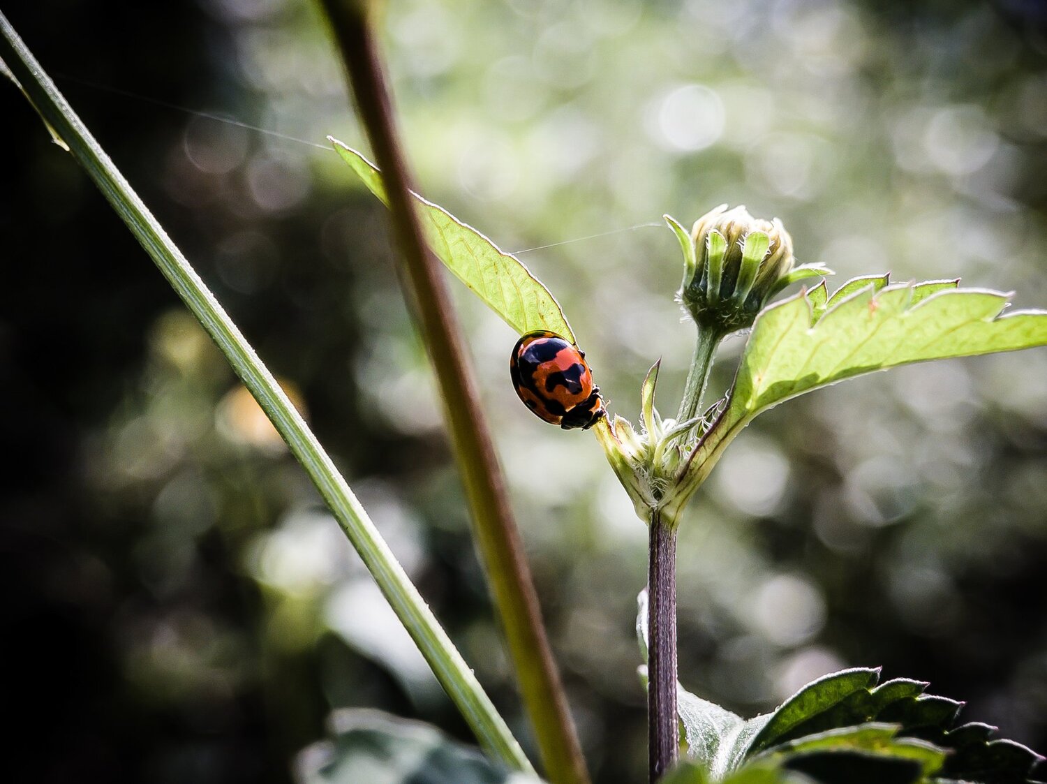 The little bug