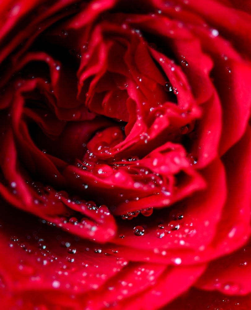 Water Crystal on Rose