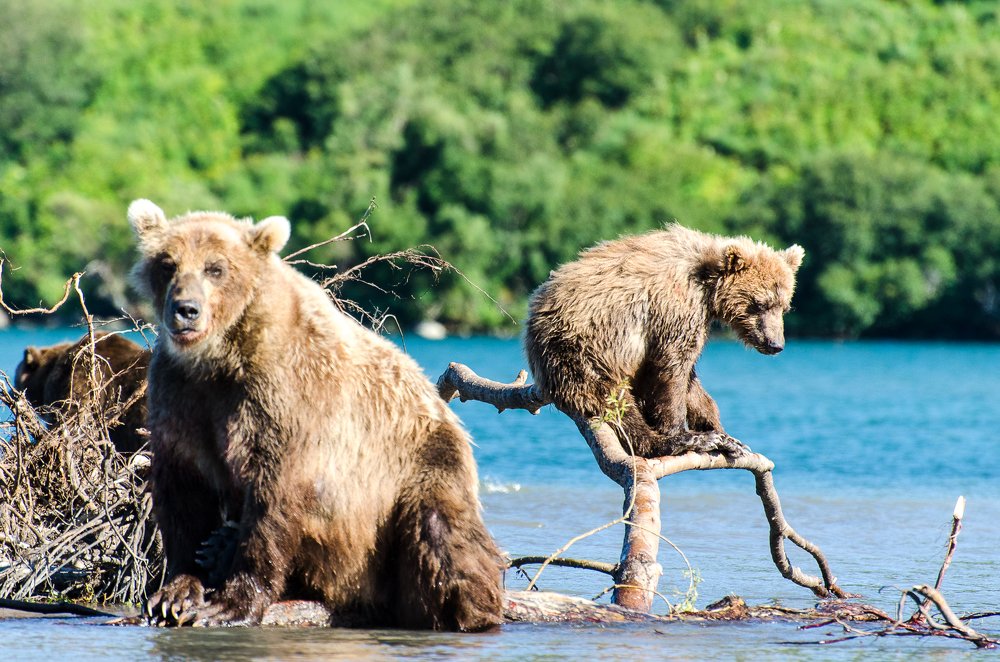 Медведица и отпрыск