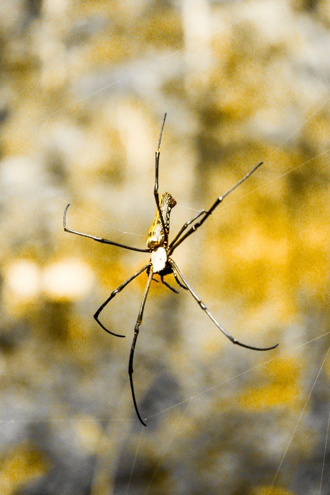 Bug in nature
