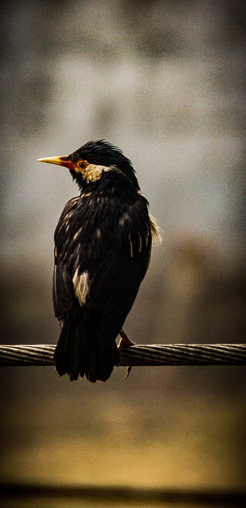 Bird in nature