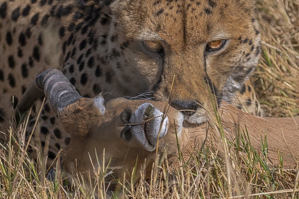 Cheetah with live prey