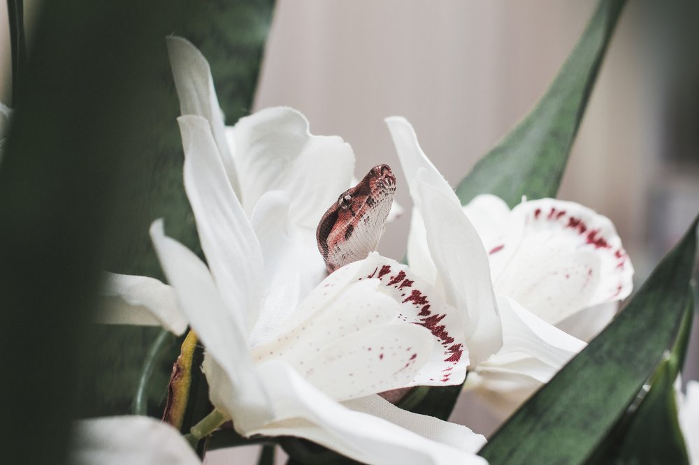 Photograph by Anna Zhidkova