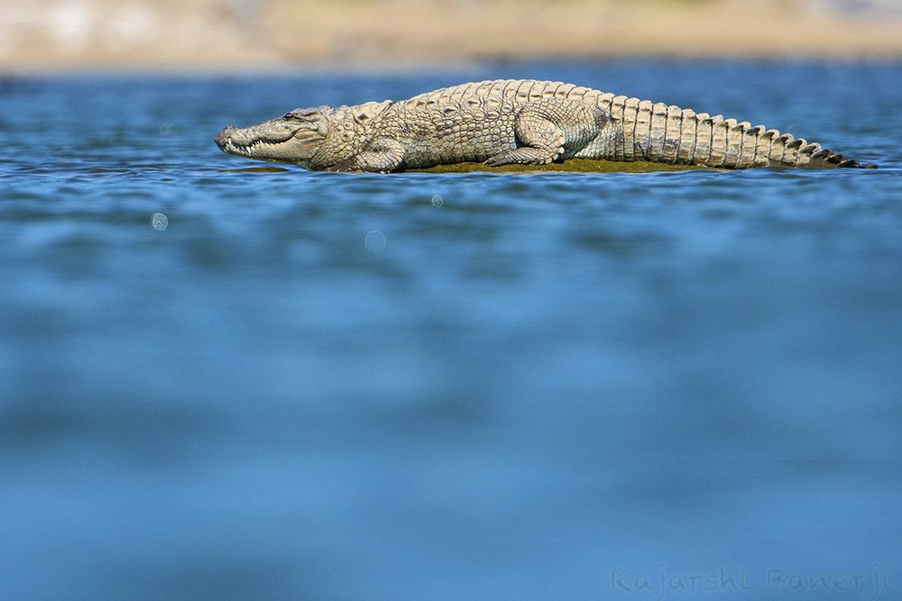 Swimming near the Croc