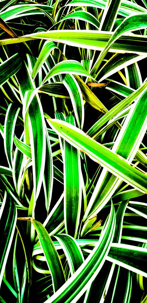 Leaf pattern in nature