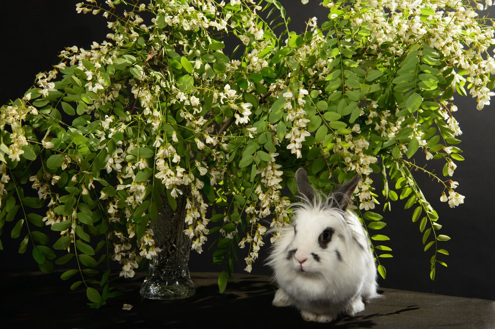 Белый и пушистый