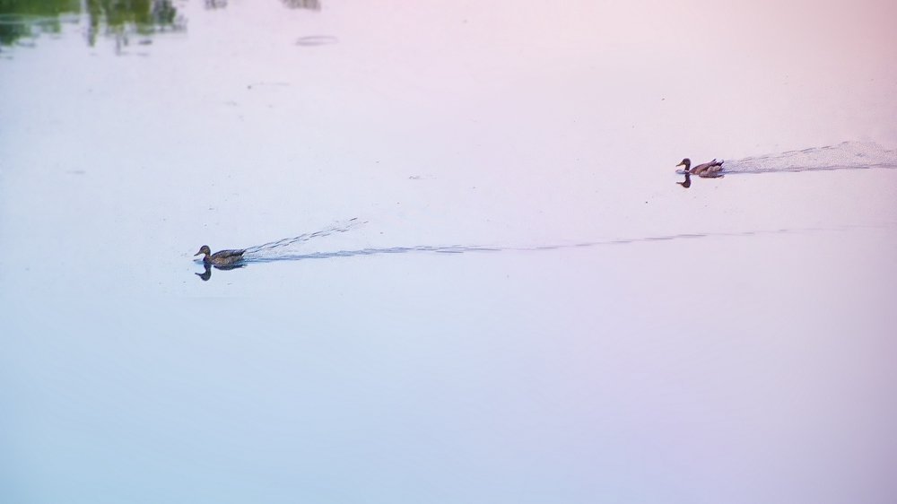 Из розового в голубое