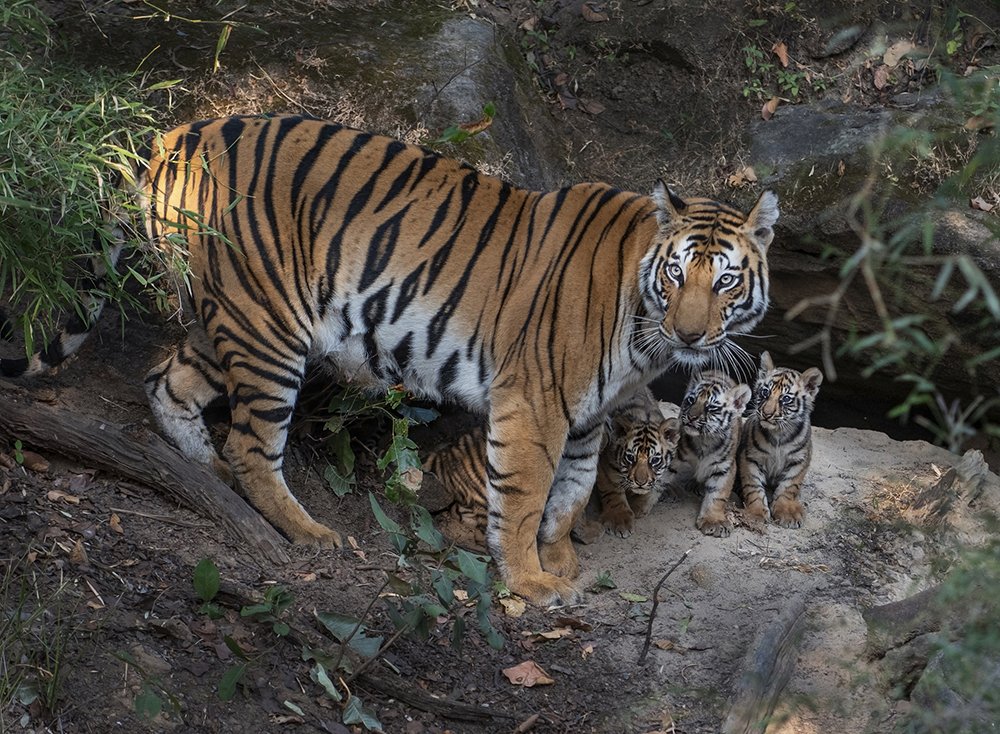 First Step Out of Den