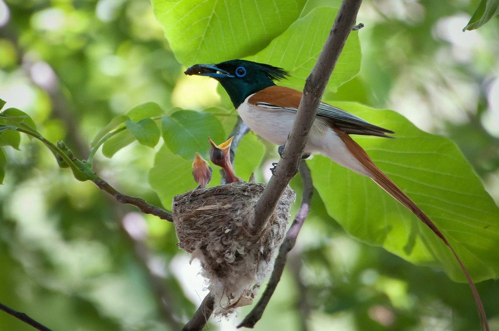 Папин завтрак