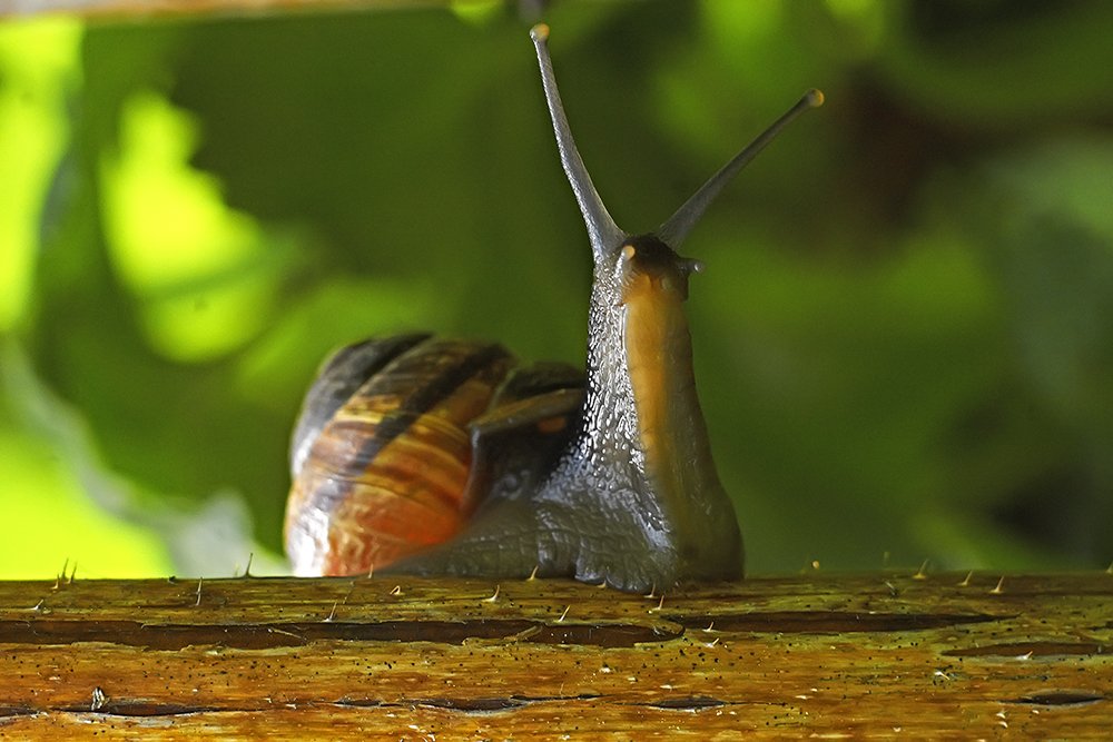 Фотография автора Игорь Иванов