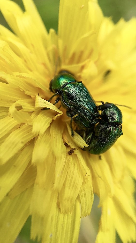 All you need is love...