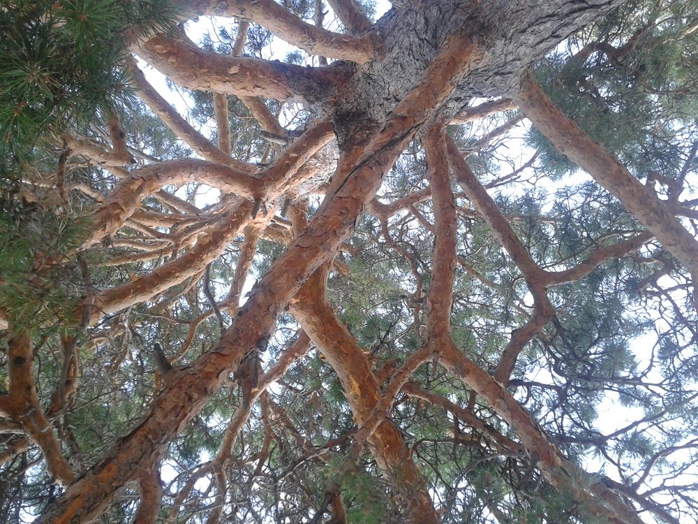 в царстве ветвей