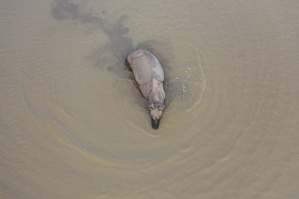 Rhino Feeding In Water