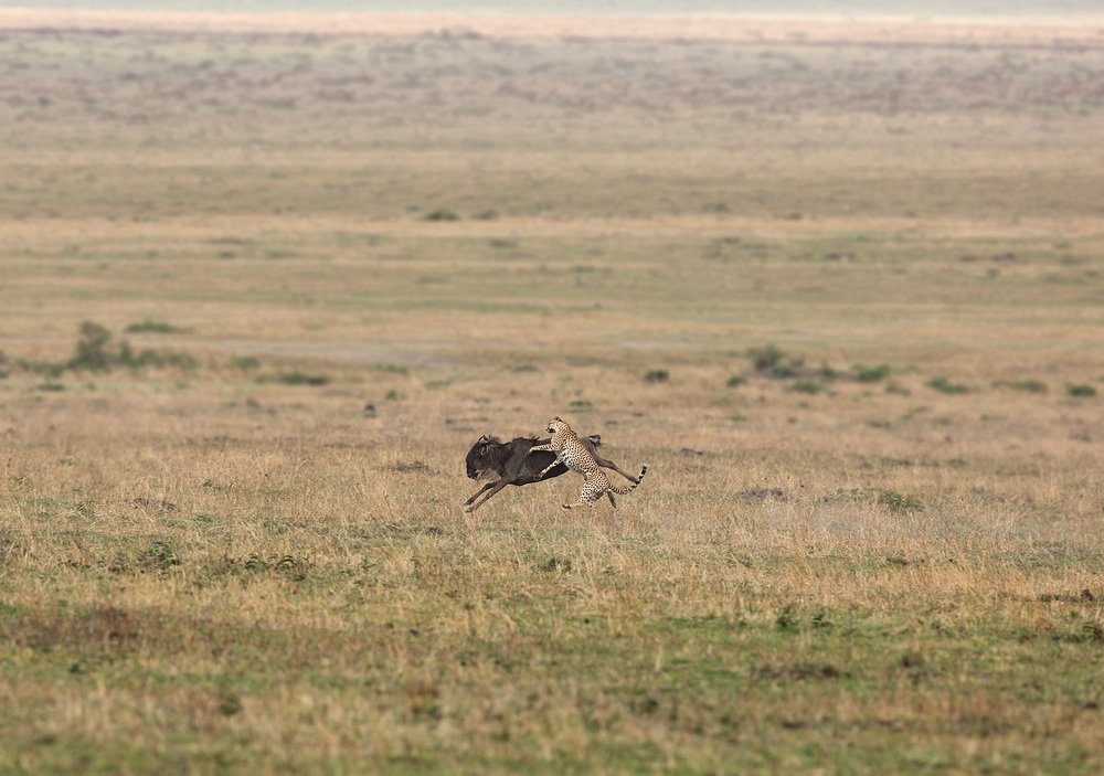 Fight for Survival - Mid-air collision