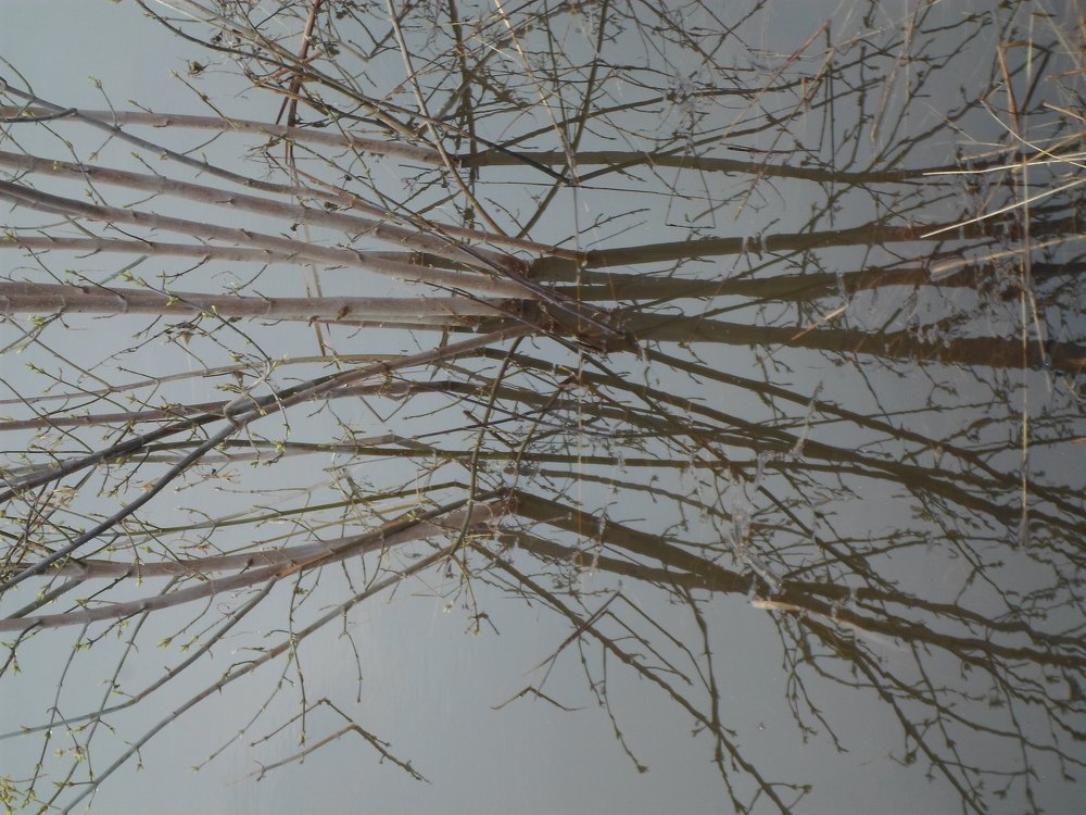 отраженные в реке