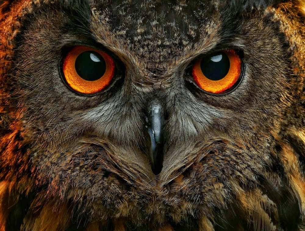 Eagle Owl