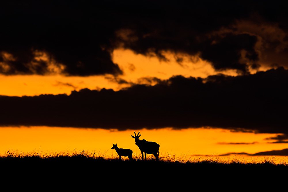 An Evening in Mara - Topi & Calf