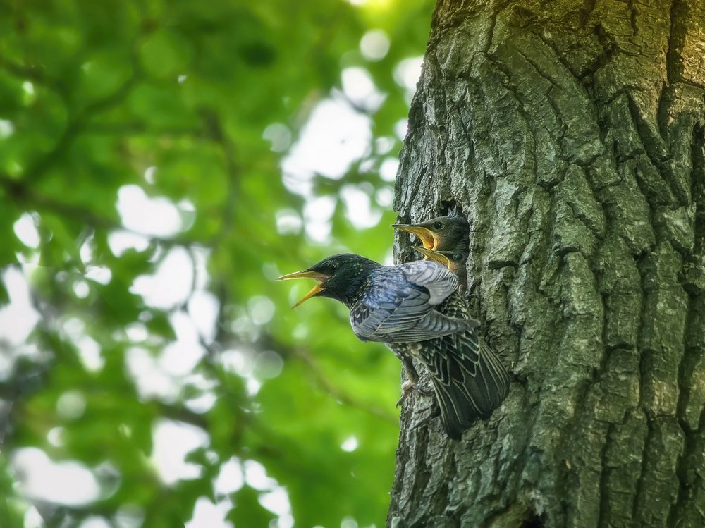 Это наш лес!