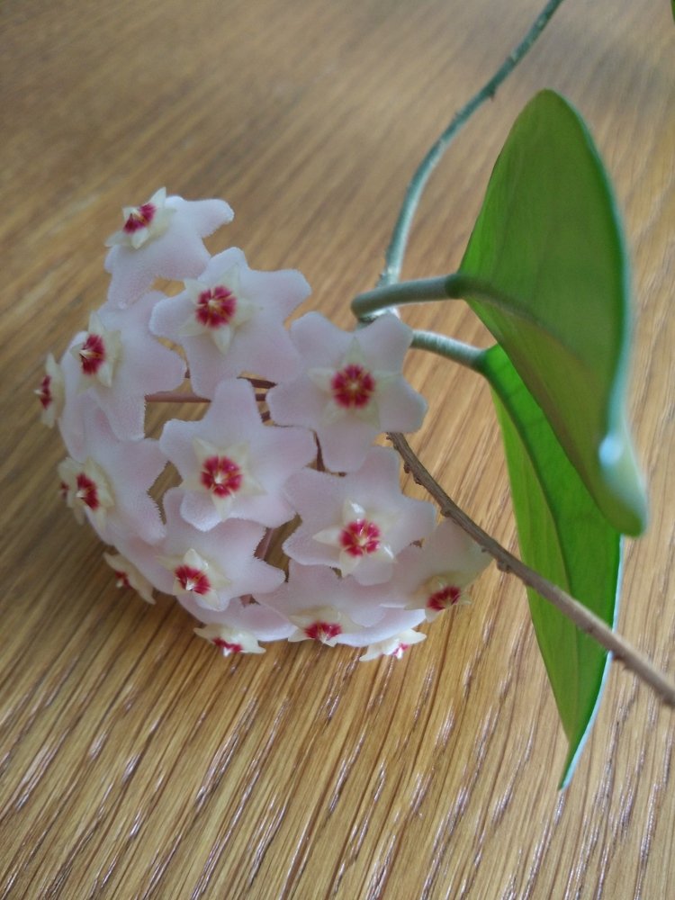 hoya