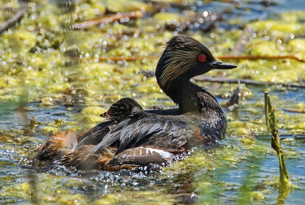 Черношейная поганка с детёнышем