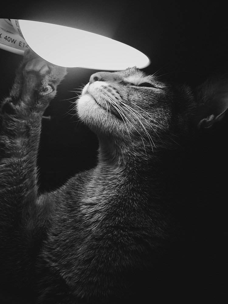 Котик с лампой