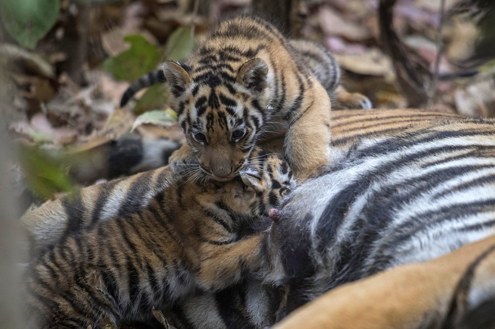 Tiger Mom and Cubs