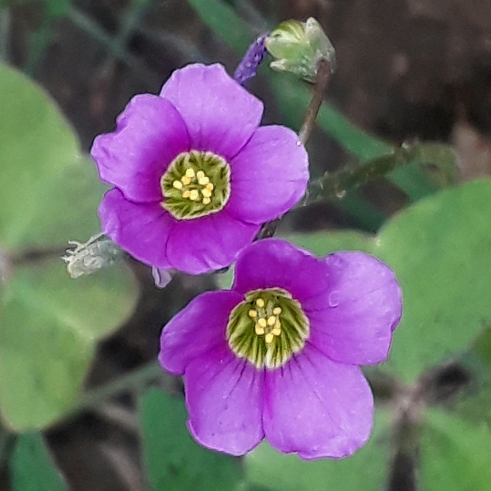 Colours of nature