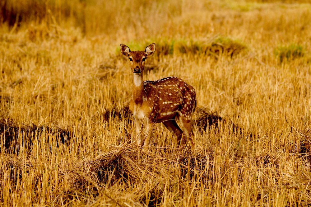 "I'm watching you". Spotted deer (Chital)