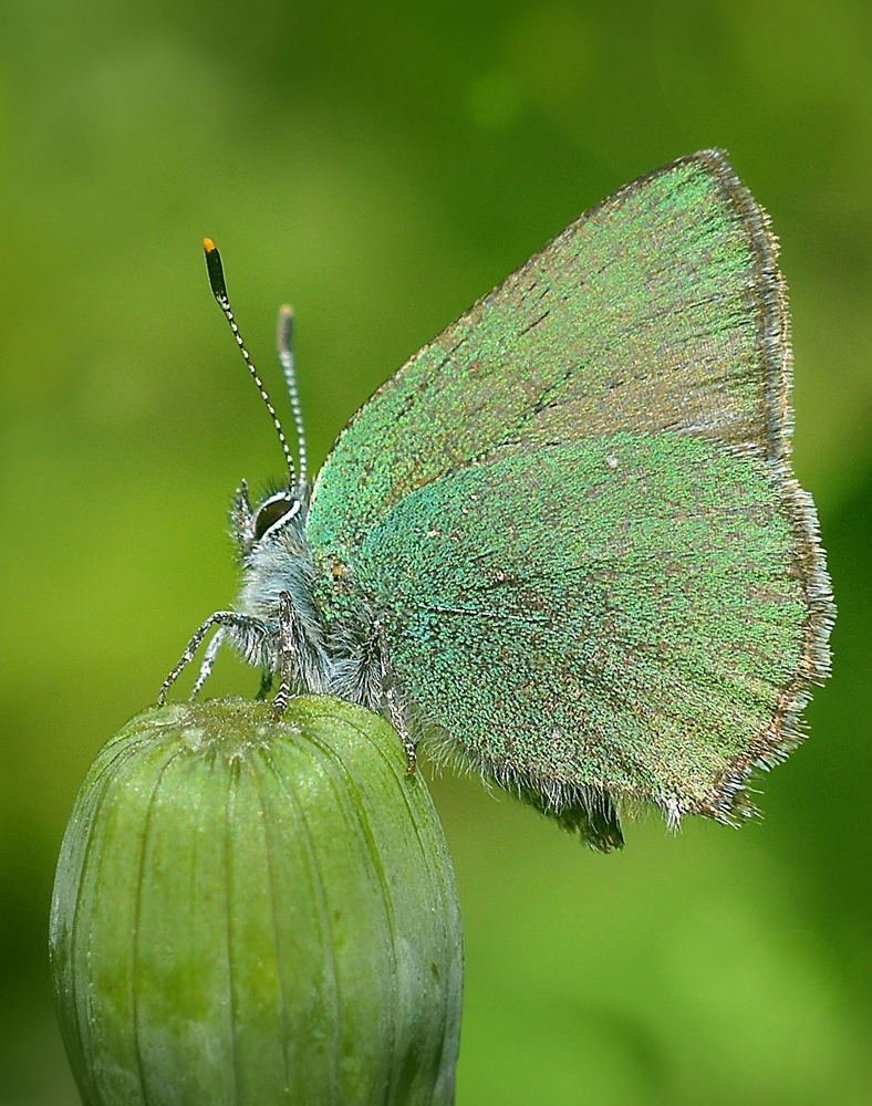 Голубянка малинная