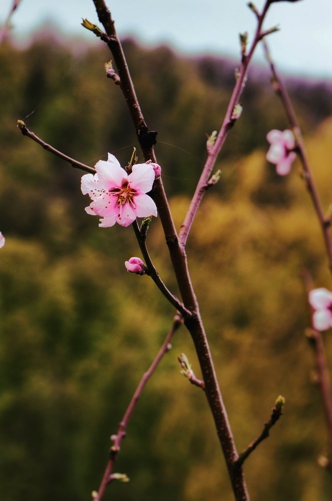 Nothing could be better than macro flowers' photos