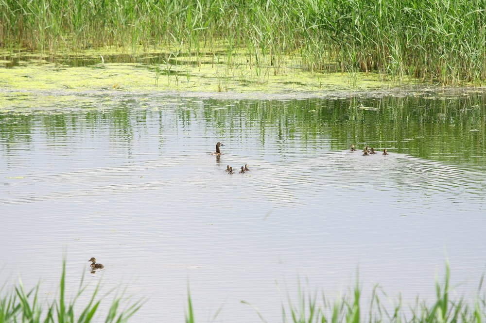 Утка с утятами