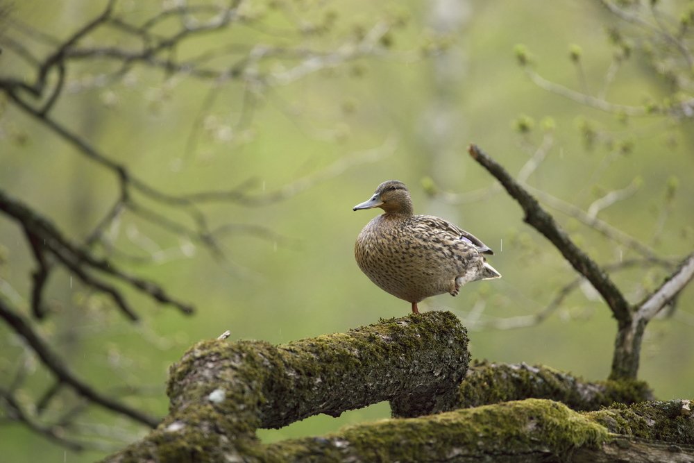Ай ду-ду, ай ду-ду сидит...утка на дубу!
