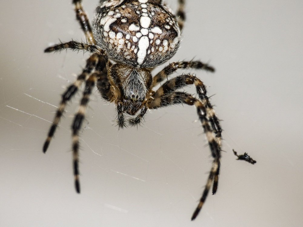 Паук-крестовик