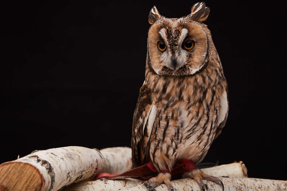 Сова на берёзовых ветках