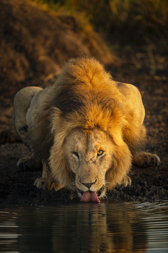 The Masai Mara Lion King drinking water