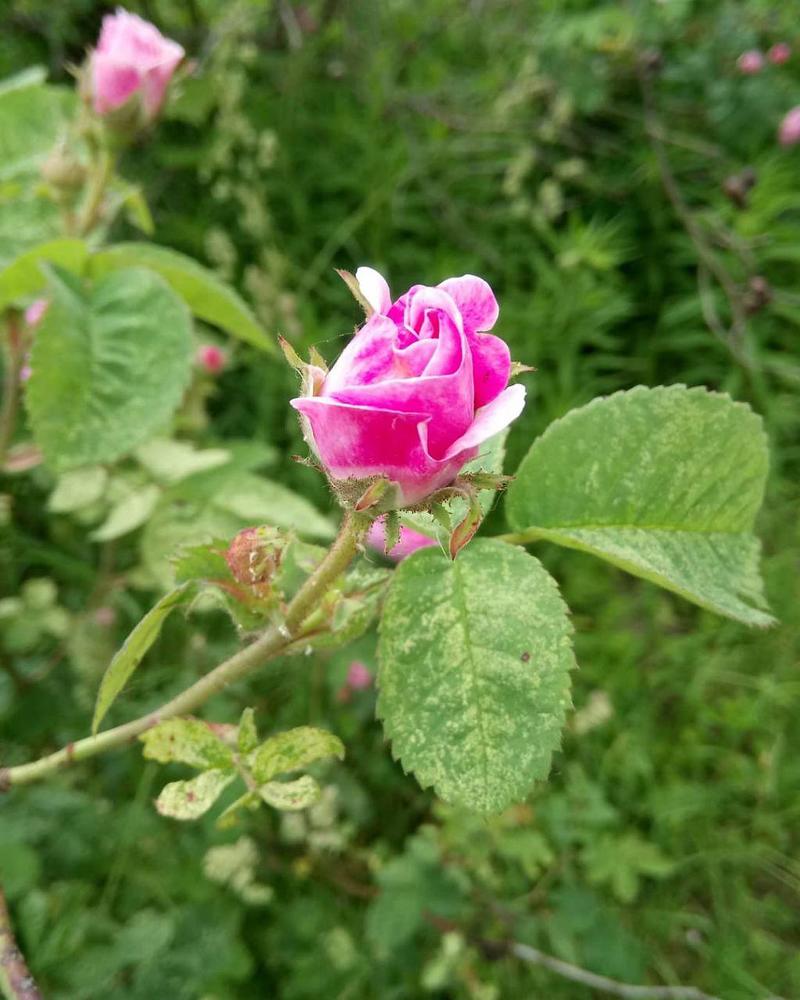 Цветы шиповника