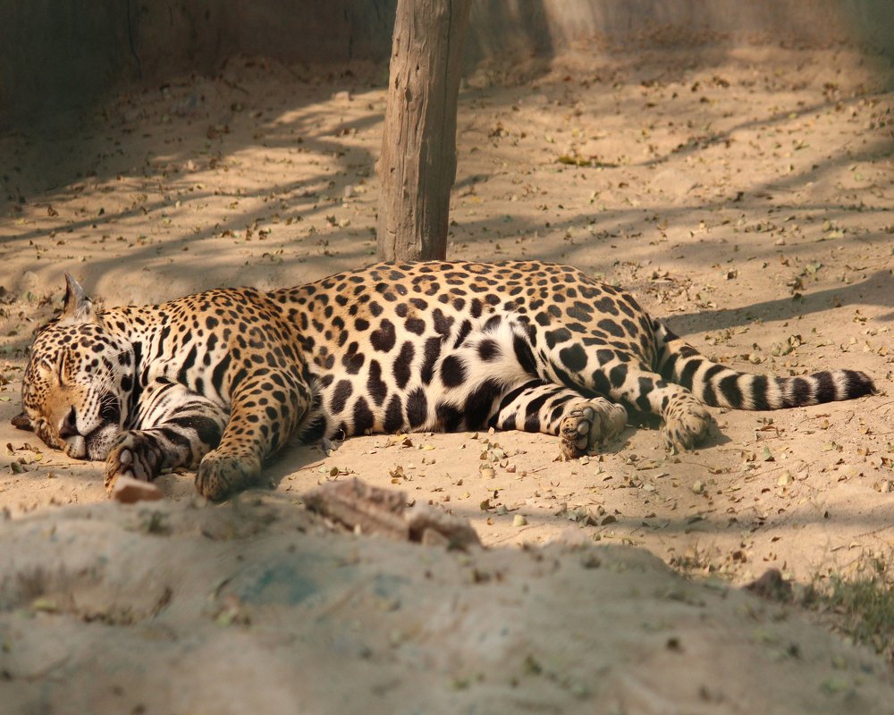 The thunderous lullaby.